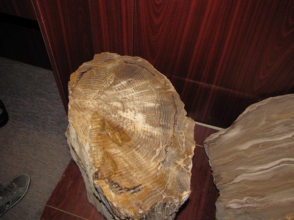 A megkövesedett fa "bütü"-metszete - big